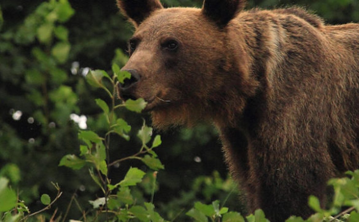 ACDB_Berde-Lajos-1170×350