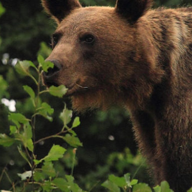 ACDB_Berde-Lajos-1170×350