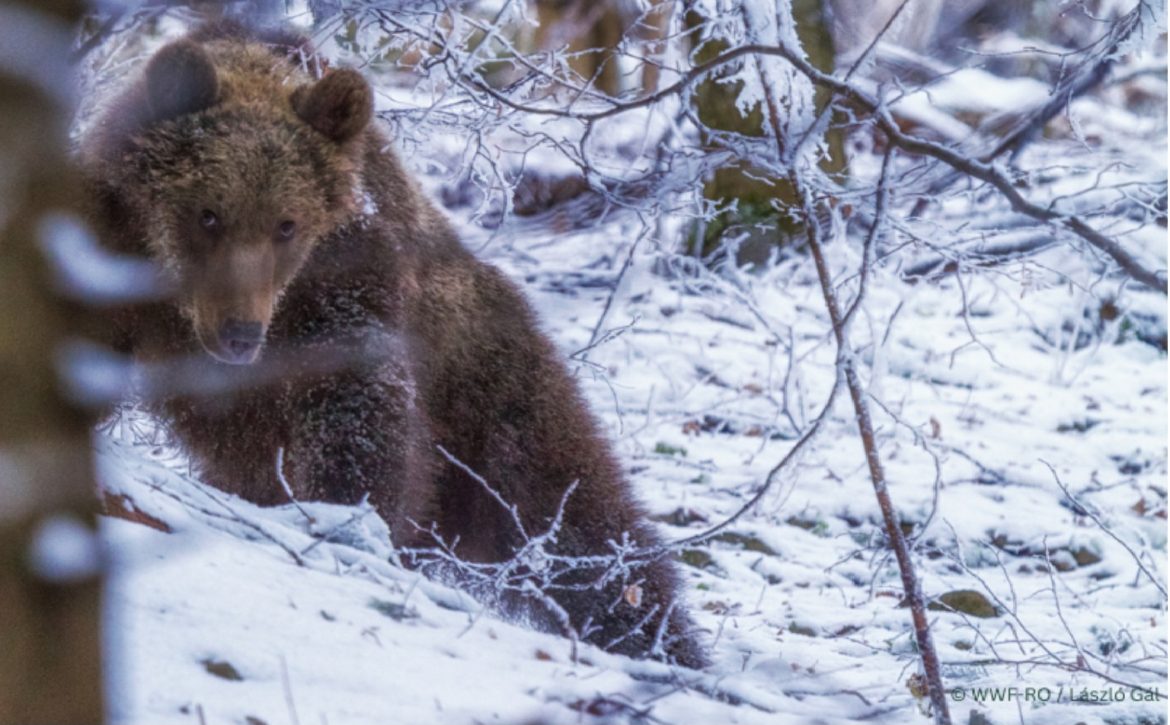 urs in zapada, postare studiu, legea barna