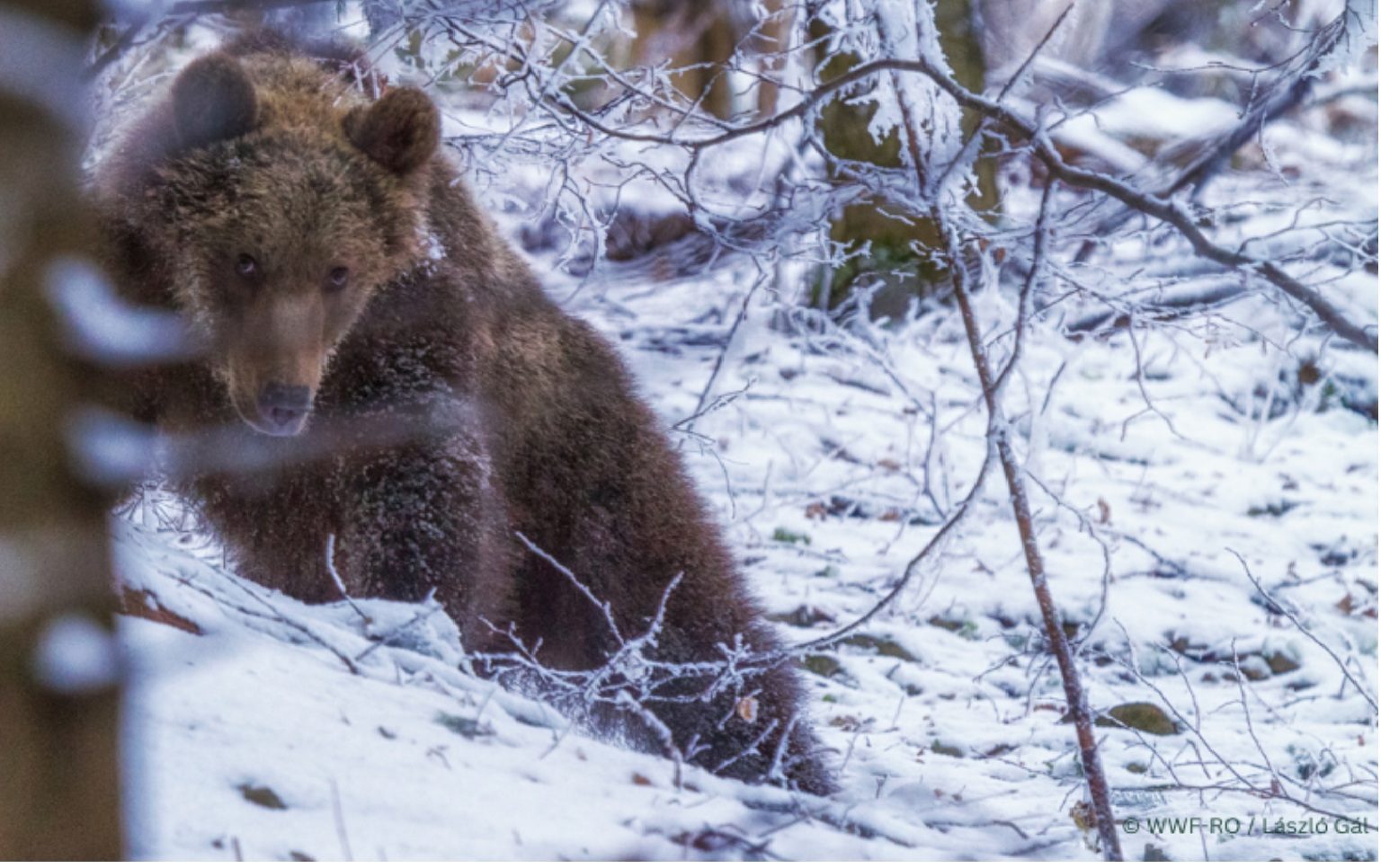 urs in zapada, postare studiu, legea barna