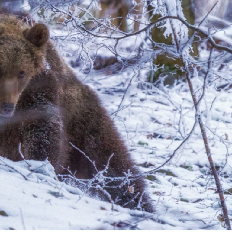 urs in zapada, postare studiu, legea barna