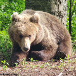Coaliția Natura 2000 România solicită nepromulgarea legii privind vânarea ursului brun