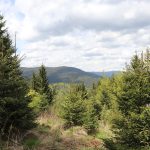 COMUNICAT DE PRESĂ - România riscă să rămână fără o strategie de conservare a biodiversității tocmai când are cea mai mare nevoie de ea