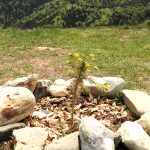 Noua Strategie Națională pentru Biodiversitate nu trebuie să facă un pas înapoi. Fără un angajament financiar, implementarea va rămâne doar pe hârtie.